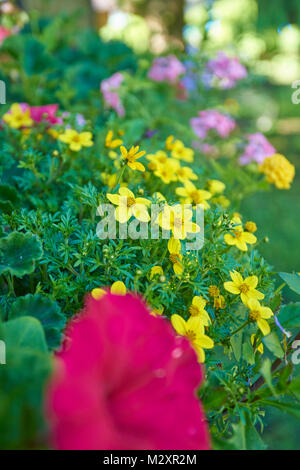 Bur - Ringelblume, Bidens ferulifolius, Petunien, Petunia, Blüten, Nahaufnahme, Fenster Stockfoto