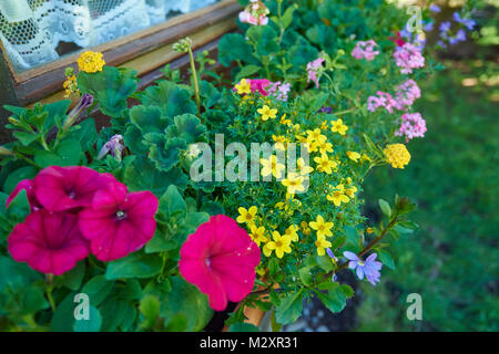 Bur - Ringelblume, Bidens ferulifolius, Petunien, Petunia, Blüten, Nahaufnahme, Fenster Stockfoto