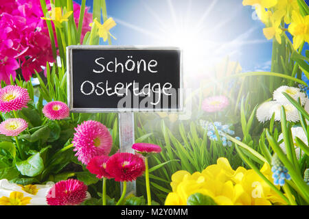 Sonnige Frühling Blumen Wiese, Schoene Ostertage bedeutet Frohe Ostern Stockfoto