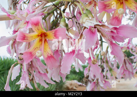 Tropische Seide Glasschlacke Blüte in Gelb und Pink (Chorisia speciosa) Blüte im Oktober. Stockfoto