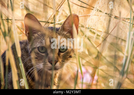 Nahaufnahme einer Katze in einem Feld in Griechenland Stockfoto