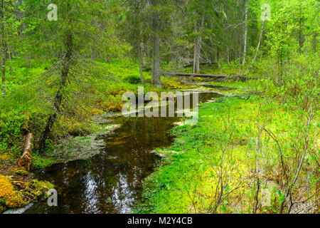 Bach und Wald entlang des Tunturiaapa Weges, im Jugendpfleger-Luosto Nationalpark, Lappland, Finnland Stockfoto