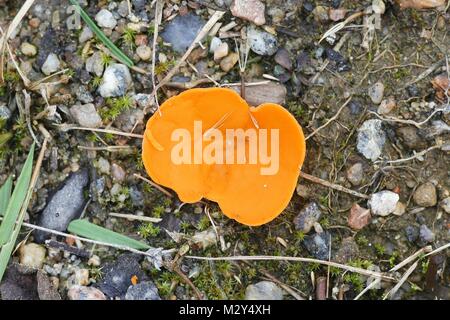 Orange Peel Pilz, Aleuria aurantia Stockfoto