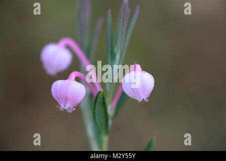 Marsh Rosmarin, Andromeda polifolia Stockfoto