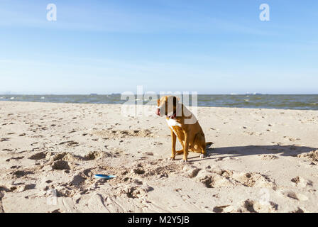 Brauner HUND SPIELEN AM STRAND MIT EINEM BLAUEN FRISBEE Stockfoto