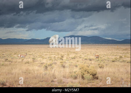 Sehr große Reihe (VLA) Radio Teleskope mit Pronghorn Antilopen im Vordergrund die NRAO Website in Socorro, New Mexico. Stockfoto