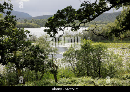 Loch Kinord im Muir von dinnet National Nature Reserve in der Nähe von Ballater, Aberdeenshire, Schottland Stockfoto