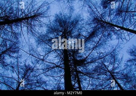 Silhouette in den Wald, allein Stockfoto