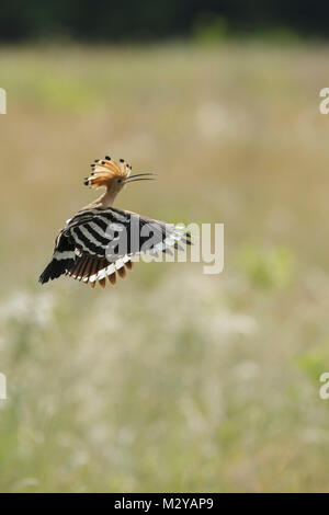 Eurasischen Wiedehopf (Upupa epops) Erwachsenen, im Flug, Vojvodina, Serbien, Juni Stockfoto