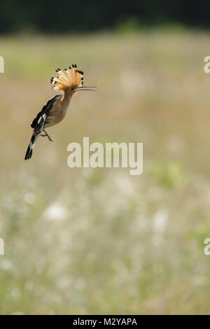 Eurasischen Wiedehopf (Upupa epops) Erwachsenen, im Flug, Vojvodina, Serbien, Juni Stockfoto