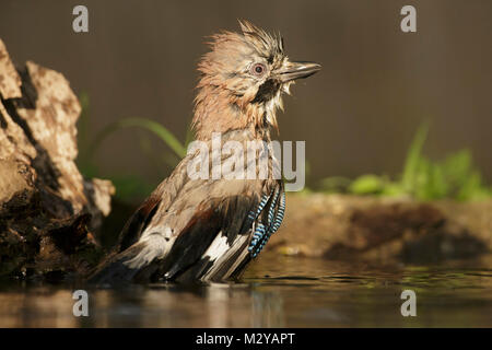 Eurasischen Eichelhäher (Garrulus glandarius) Erwachsenen, Baden im Pool, Woodland, Vojvodina, Serbien, Juni Stockfoto