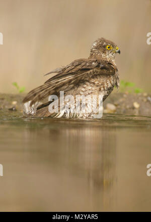 Eurasischen Sperber (Accipiter nisus) juvenile Männlichen, Baden im Pool, im Wald, Vojvodina, Serbien, Juni Stockfoto