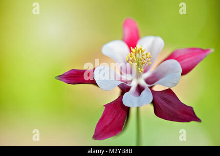 Nahaufnahme der Frühling blühenden, lebendigen Rot, Akelei Blumen auch als Columbine oder Omas Motorhaube bekannt. Stockfoto