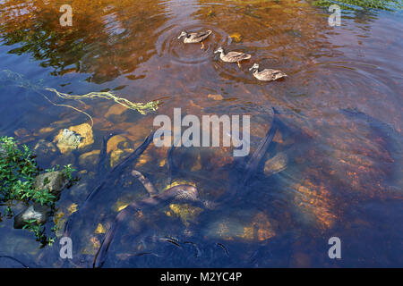 Tame eels kommenden gefüttert zu werden. Collingwood, Nelson Tasman, Neuseeland. Stockfoto