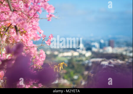 Blüte Bougainvillea Kletterpflanze mit Blick auf Los Angeles im Hintergrund, während Sie im Sommer aus dem Getty Museum fotografiert. Stockfoto
