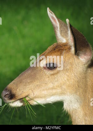 Weibliche Rehe portrait Stockfoto