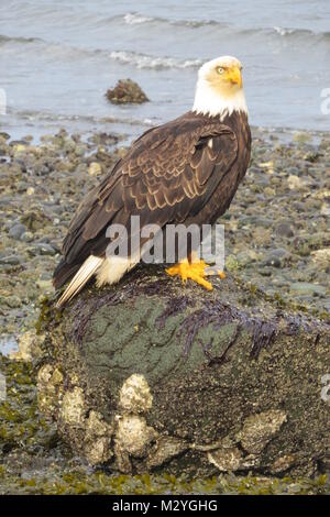 Reifen Weißkopfseeadler standen am Strand Stockfoto