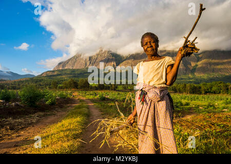 Alte Frau mit Brennholz auf dem Weg nach Hause vor dem Mount Mulanje, Malawi, Afrika Stockfoto