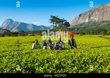 Teepflückerinnen auf einer Teeplantage auf Mount Mulanje, Malawi, Afrika Stockfoto