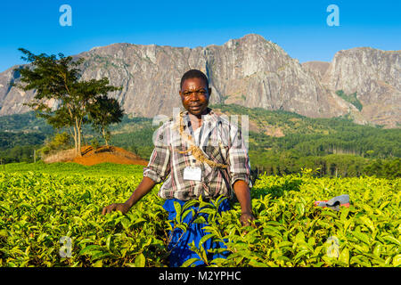 Kaffee picker auf einem Kaffee Immobilien auf dem Mount Mulanje, Malawi, Afrika Stockfoto