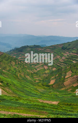 Terrassierten Feldern im Südwesten Ugandas, Afrika Stockfoto