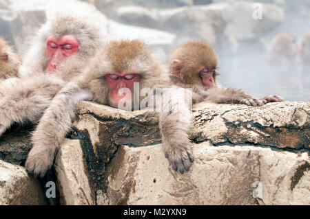 Japanischen makaken oder Schnee japanischen Affen (Macaca fuscata) Familie in Onsen, Japan Stockfoto