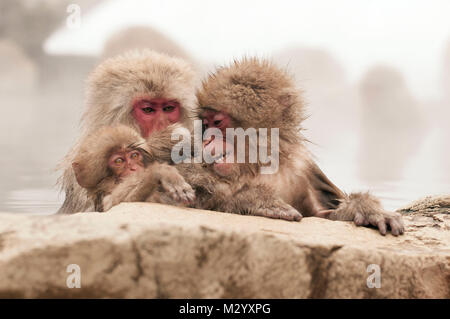 Japanischen makaken oder Schnee japanischen Affen (Macaca fuscata) Familie in Onsen, Japan Stockfoto