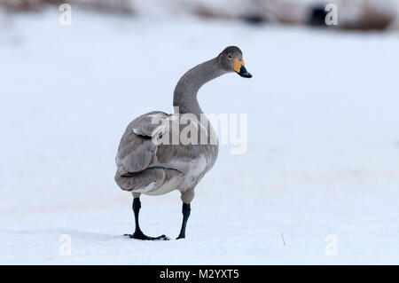 Singschwan (Cygnus Cygnus) Junge, Japan Stockfoto