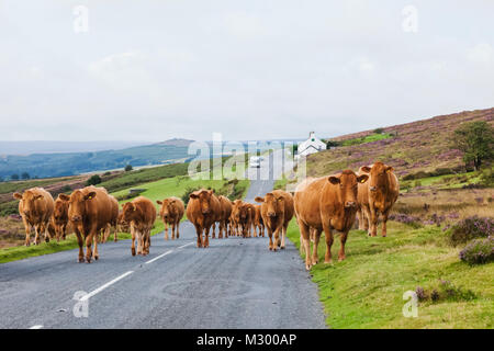 England, Devon, Dartmoor, Vieh auf der Straße Stockfoto