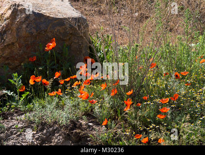 Mohnfeld und Pisten in der Armenischen Landschaft in der Nähe der türkischen Grenze durch den Khor Virap Kloster Stockfoto