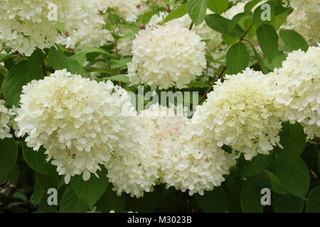 Hydrangea panicularate 'Grandiflora' in Blume in eine Sommerblume Grenze (August), UK Stockfoto