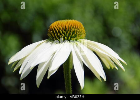 Echinacea White Swan. Echinacea purpurea 'White Swan', auch Coneflower White Swan genannt). VEREINIGTES KÖNIGREICH Stockfoto