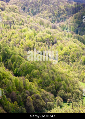 Frühling in und um die Dilijan National Park in Armenien ein Bereich der Wanderer, eine Vielzahl von Laubbäumen in verschiedenen Grüns Stockfoto