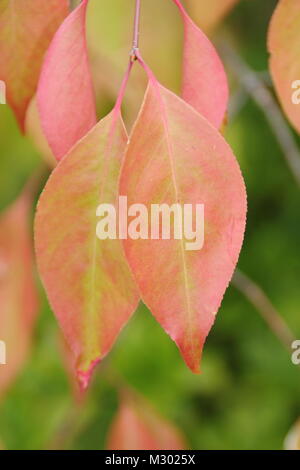 Euonymus bungeanus 'Dart's Pride', Spindel Baum, Anzeigen Herbst Laub Tönungen im Spätsommer, Großbritannien Stockfoto