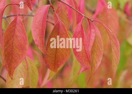 Euonymus bungeanus 'Dart's Pride', Spindel Baum, Anzeigen Herbst Laub Tönungen im Spätsommer, Großbritannien Stockfoto