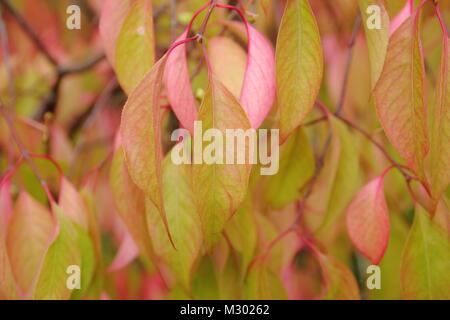 Euonymus bungeanus 'Dart's Pride', Spindel Baum, Anzeigen Herbst Laub Tönungen im Spätsommer, Großbritannien Stockfoto