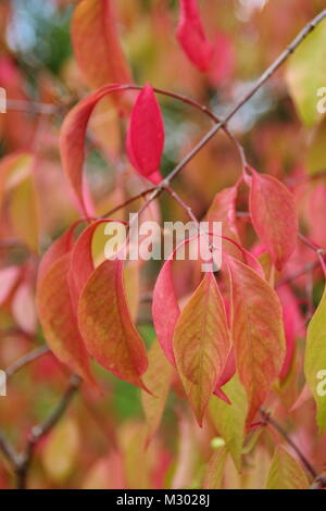 Euonymus bungeanus 'Dart's Pride', Spindel Baum, Anzeigen Herbst Laub Tönungen im Spätsommer, Großbritannien Stockfoto