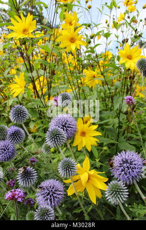 Echinops bannaticus und Rudbeckia. Globus Disteln und Rudbeckien in der Blumengrenze eines englischen Gartens im Spätsommer UK Stockfoto