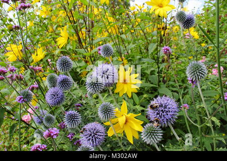 Echinops bannaticus und Rudbeckia. Globus Disteln und Rudbeckien in der Blumengrenze eines englischen Gartens im Spätsommer UK Stockfoto