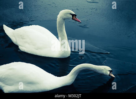 Zwei Schwäne schwimmen unter Eis in einem eiskalten Teich in Schottland im Winter Stockfoto