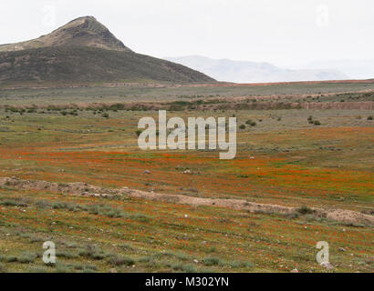 Der Frühling in der südlichen Armenischen Berge in der Nähe der türkischen Grenze, Mohn Färbung Feld und Pisten Stockfoto