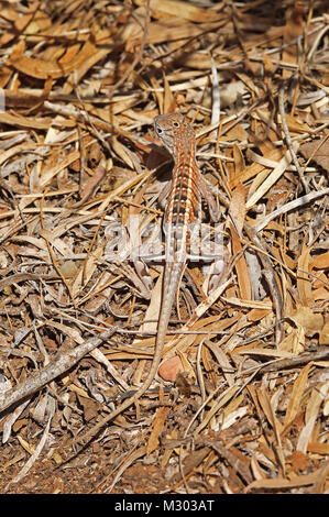 Madagaskar 3-eyed Lizard (Chalarodon madagascariensis) Erwachsenen auf dem sandigen Boden, der Madagassischen endemisch Parc Mosa, Ifaty, Madagaskar Novemb Stockfoto