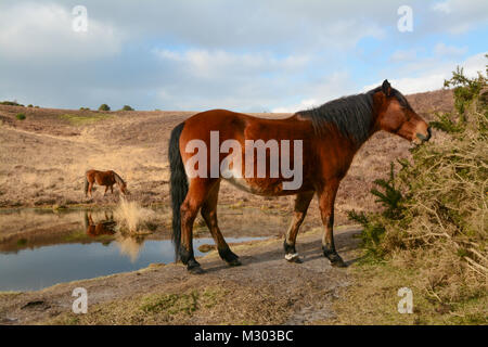 New Forest Ponys auf der Weide auf Heide im New Forest National Park, Hampshire, Großbritannien Stockfoto