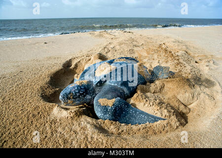 Suriname, Matapica National Park. Lederschildkröte Rückkehr zum Meer nach der Eiablage. (Dermochelys Coriacea). Stockfoto