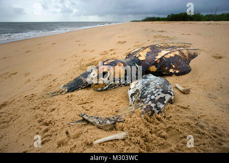 Suriname, Matapica National Park. Aas Lederschildkröte. (Dermochelys Coriacea). Durch Fischernetze getötet. Stockfoto