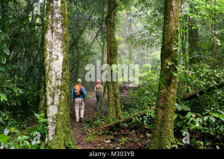 Suriname, Brownsweg, Brownsberg National Park. Touristen, Paar, Wandern im Wald. Stockfoto