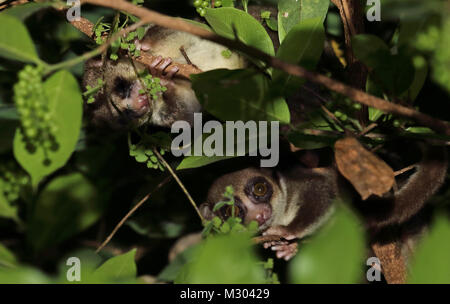 Fat-tailed Zwerg Lemur (Cheirogaleus medius) zwei Erwachsene im Baum in der Nacht, der Madagassischen endemisch Ampijoroa Wald Station, Ankarafantsika finden, Madaga Stockfoto