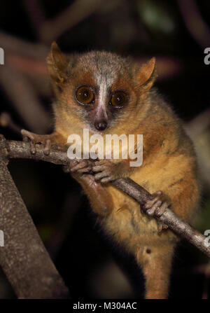 Golden-braune Maus Lemur (Microcebus ravelobensis) Erwachsene auf die Niederlassung bei Nacht, gefährdete Arten Ampijoroa Wald Station, Madagaskar November Stockfoto