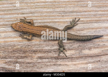 Gemeinsame Lizard oder Vivipar Lizard (Zootoca Vivipara) aalen sich in der Sonne auf einem Holzsteg im Moor Lebensraum. Limerick, Irland, eingesehen werden. Stockfoto