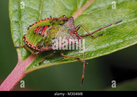 Weißdorn Shieldbug endgültige instar Nymphe (Acanthosoma haemorrhoidale) ruht auf einem Blatt. Tipperary, Irland. Stockfoto